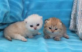 The munchkin is considered to be the original breed of dwarf cat. Minuet Kittens Cattery