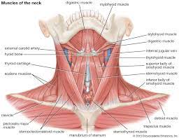 For example, the tibialis anterior is named after the part of the bone to which it is attached. Human Muscle System Functions Diagram Facts Britannica