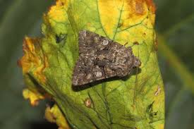 Image result for Hadena perplexa