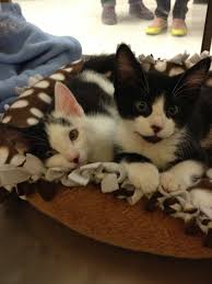 Mcgee Tony Ncis Special Agent Kittens Losing A Dog Dog Cat Cat Rescue