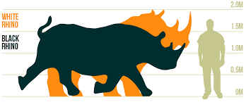 Rhino Fact Files Rhino Conservation Botswana