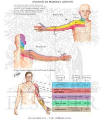 Dermatomes And Myotomes Of Upper Limb Physical Therapy