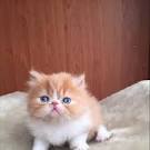 Persian Kittens for sale | Adorable persian Kittens | Cute ...