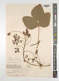 Image result for Adenodolichos