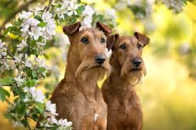 They identified the color schemes of six examples of the breathtaking beauty of nature around the world and used those colors to digitally decorate the same exact living room. 20 Hypoallergenic Dog Breeds Best No Shed Dog Breeds Hgtv