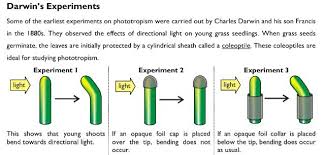 Darwin S Experiments On Plant Tropisms Biology Units Plant Science Biology