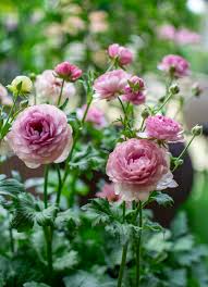 Image result for Ranunculus raeae