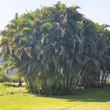 Image result for Dypsis