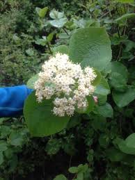 Wayfaring Tree Viburnum Lantana A North American Native Shrub Widely Planted And Naturalized Outside Its Native Land Autumn Leaf Color Lantana White Flowers
