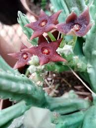 Image result for Litogyne gariepina