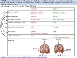 Bioknowledgy Presentation On 6 4 Gas Exchange