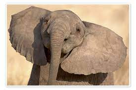 Elephant Calf in Play, Samburu National Reserve, Kenya de Todd Gustafson en poster, tableau sur toile et plus | Posterlounge.fr
