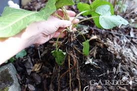 The interesting thing about this particular plant is that not only can it be eaten like a lettuce or sautéed like a spinach, but it also has the healing properties of an herb. Dock Weed Control Uses For Rumex Garden Mentors
