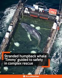 Mammifères - 2017 Underwater Photography Awards 'Humpback whale feeding on krill' Jean Tresfon/UPY 2017 A few miles offshore from Hout Bay, Cape Town, South Africa Every summer hundreds of humpback whales gather