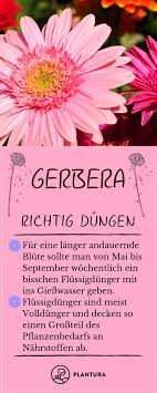 Säen sie verschiedene farben in ihrem garten für die schönsten. Pinterest