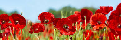 It involved the vast majority of the world's countries—including all of the great powers—forming two opposing military alliances: Wwii Silver Poppy Of Remembrance Mid And East Antrim Borough Council
