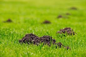 Der maulwurf ist bei vielen gartenbesitzern nicht sehr beliebt, denn durch seine aktivitäten unter der erde entstehen ungeliebte erdhügel auf dem rasen. Ein Maulwurf Im Garten Vertreiben Oder Dulden