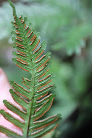 Image result for Pteris friesii