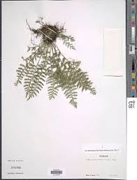 Image result for Asplenium rutifolium