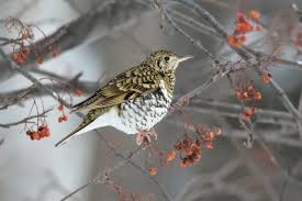 Image result for トラツグミ