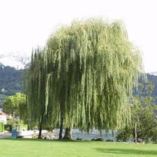 Saule Pleureur Dore Salix Sepulcralis X Chrysocoma Arbres Tiges Et D Avenues Pepinieres Meylan Shop Trauerweide Trauer