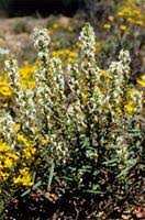 Image result for Hebenstretia dentata