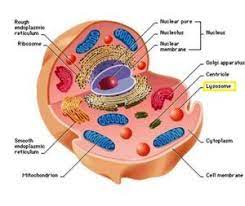 Lysosome It S Structure Function Sel Hewan Hewan Membran Sel