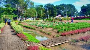 Maybe you would like to learn more about one of these? Di Kebun Percontohan Jsc Palembang Pembeli Buah Dan Sayuran Bisa Petik Sendiri Tribun Sumsel