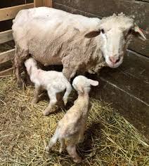 Blood lines also trace to german merino sheep … Rambouillet Ladder Ranch