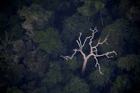 Tropical rainforests' in australia have suffered a fate similar in many ways to that of ' rainforests elsewhere in the world, but considerable. Why The Amazon Rainforest Doesn T Really Produce 20 Of The World S Oxygen