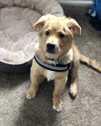 Cute Golden Retriever Puppy Puppies Cute Dogs Golden Retriever