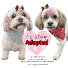 Adopting bonded dog sisters together