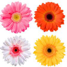 Their elemental design of fanning petals around a round centre exudes a simple so if you have that friend you have loved for so long or getting involved in a new relationship with a new flame, why not buy daisies to seal the friendship. Gerbera Daisies Flower Delivery Where To Buy And What To Pick For Every Occasion Gerbera Daisy Daisy Flower Arrangements Flower Delivery