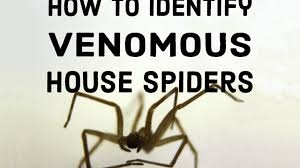 Currently given the scientific name kukulcania hibernalis, it was formerly known as filistata hibernalis. How To Identify Venomous House Spiders Dengarden