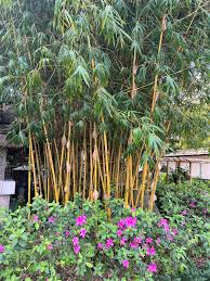 Image result for Bamboo Yellow 1958 Imperial