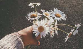 Beijar Flor Tumblr Fotos Facebook Já deixando claro que não são de minha autoria!#wallpaper #iphone #android #fundodetela #lockscreen. beijar flor tumblr fotos facebook