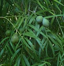 Image result for Adenocarpus mannii