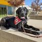 Service Dogs of Virginia Popup event in Charlottesville, VA