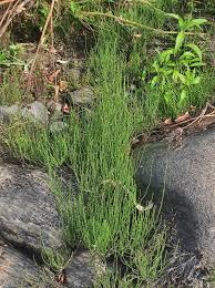 Image result for Equisetum ramosissimum