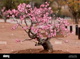 Image result for Adenium multiflorum