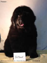 Breeders of merit are denoted by level in ascending order of: This Is Preston He Is A Black Windancer Newfoundland Puppy Born January 3rd Out Of Raven By Putin He Had His Final B Newfoundland Puppies Dog Breeder Puppies