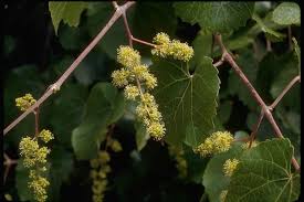 Image result for Vitis