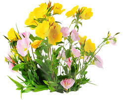 Polish your personal project or design with these fiori transparent png images, make it even more personalized and more. Dreamies De Wso1dbbqv8g Png