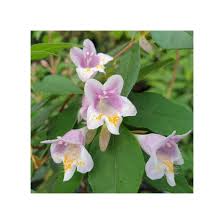 Image result for Geigeria engleriana