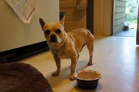 With that said, their physique is commonly more like a bulldog's than a frail chihuahua. Top 10 French Bulldog Cross Breeds Hybried Dog Breeds Dogmal