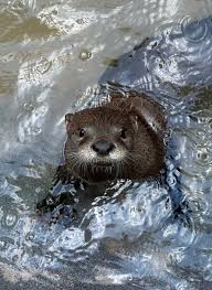 Yellow River Wildlife Sanctuary invests in a river otter exhibit
