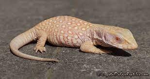 12 Lizards Ideas Reptiles Amphibians Reptiles And Amphibians