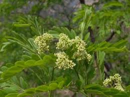 Image result for Dalbergia acutifoliolata