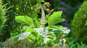 Image result for Phytolaccaceae