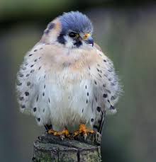 Bird With Fluffy Hair On Head Sinful Sorrow Followthewestwind Via Fluffy Little Fellow Animals Beautiful Animals Pet Birds